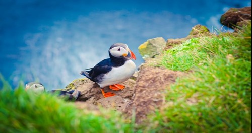 Iceland Puffin near the Gullfoss waterfall